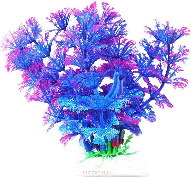 УЮТ Растение АМБУЛИЯ сине-фиолетовая 11 см