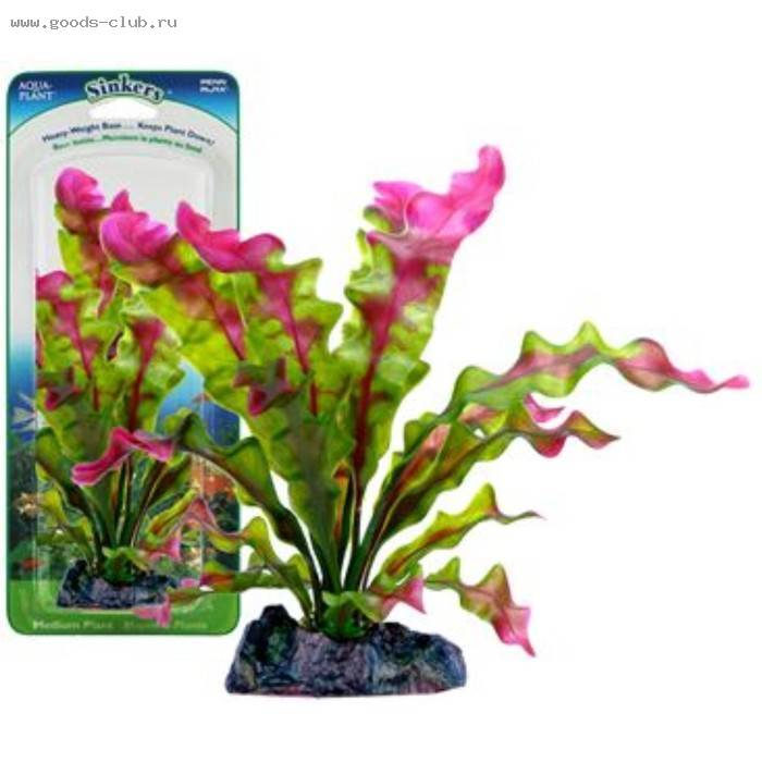 Растение FLOWERING CRYPT 15 см с грузом красно-зеленое